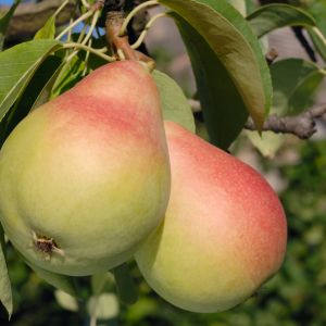 gruszki kongresówki