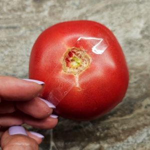 zaklejanie pomidorów taśmą