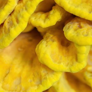 żółciak siarkowy grzyb o smaku kurczaka