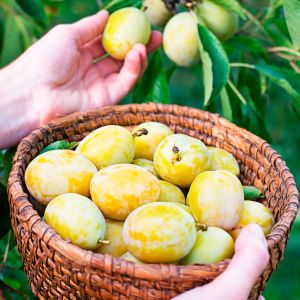 biała śliwka węgierka