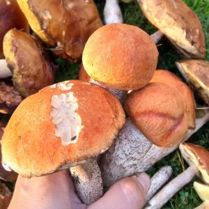 grzyb koźlarz czerwony