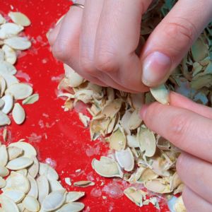 obieranie pestek dyni