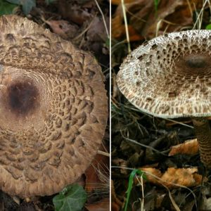 czubajnik ponury kontra czubajka kania