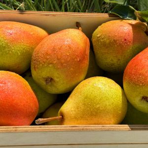 Przechowywanie gruszek