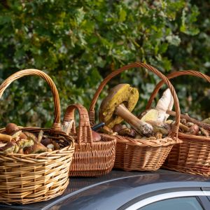 kosze pełne grzybów