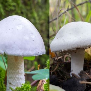 pieczarka polna a muchomor jadowity