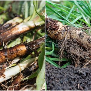 salsefia a skorzonera