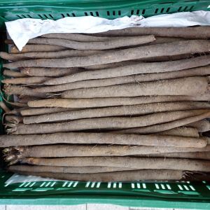 skorzonera - wężymord