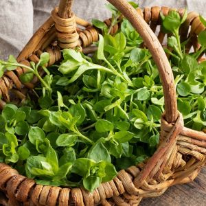 gwiazdnica pospolita