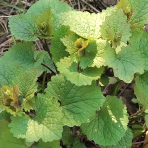 Czosnaczek pospolity