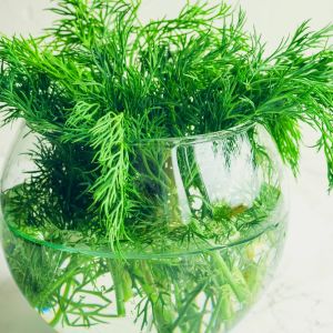 koperek świeży w wodzie