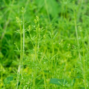 prztyulia czepna - jadalna roślina