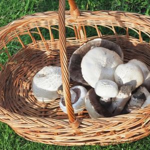 pieczarka łąkowa