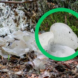 galaretek kolczasty