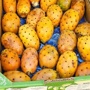 andaluzyjska opuncja figowa