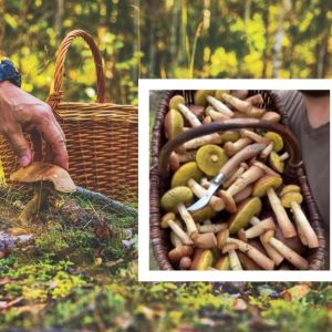 ekspansja borowika amerykańskiego
