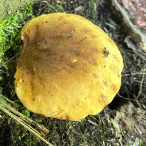 Cytrynowy borowik