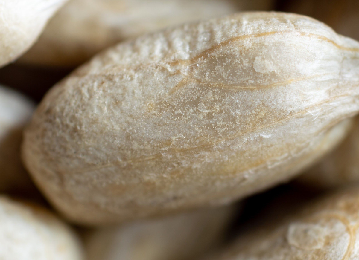 nasiona słonecznika