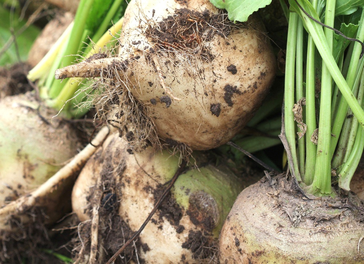 biały burak ćwikłowy