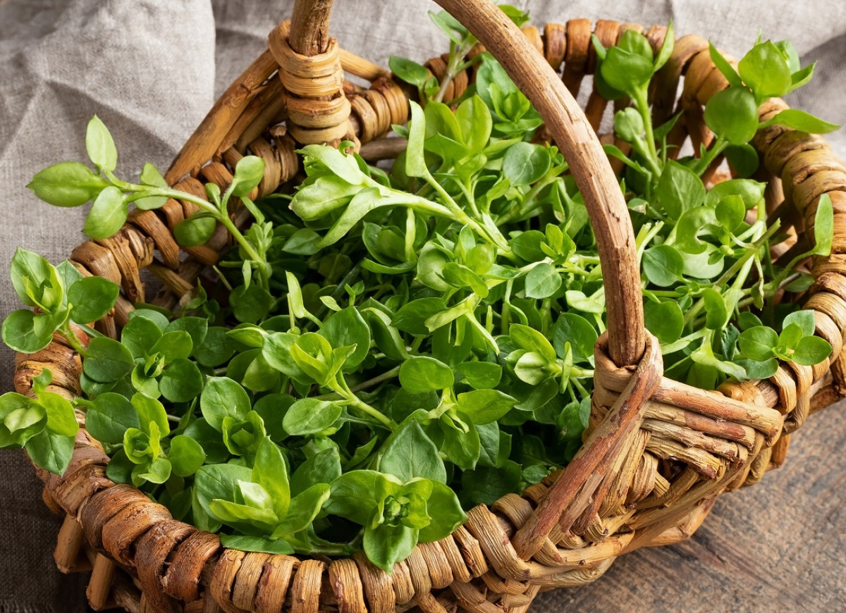 gwiazdnica pospolita