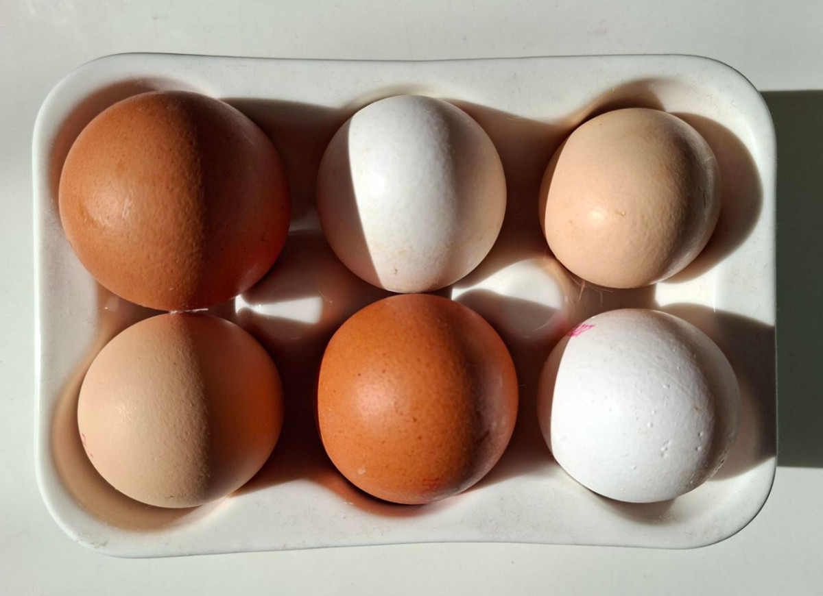 kolory skorupek jajek