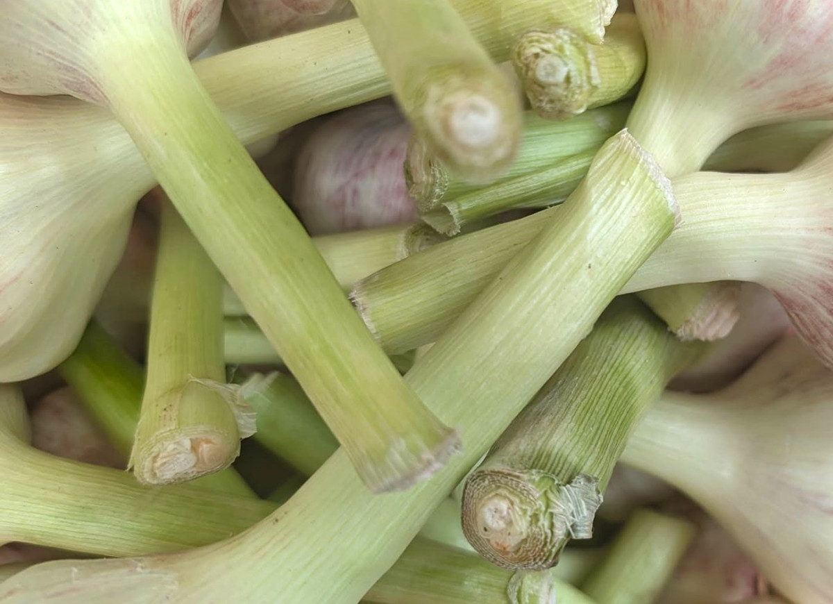 młody czosnek