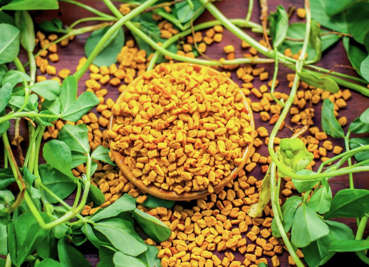 grecka koniczyna - kozieradka