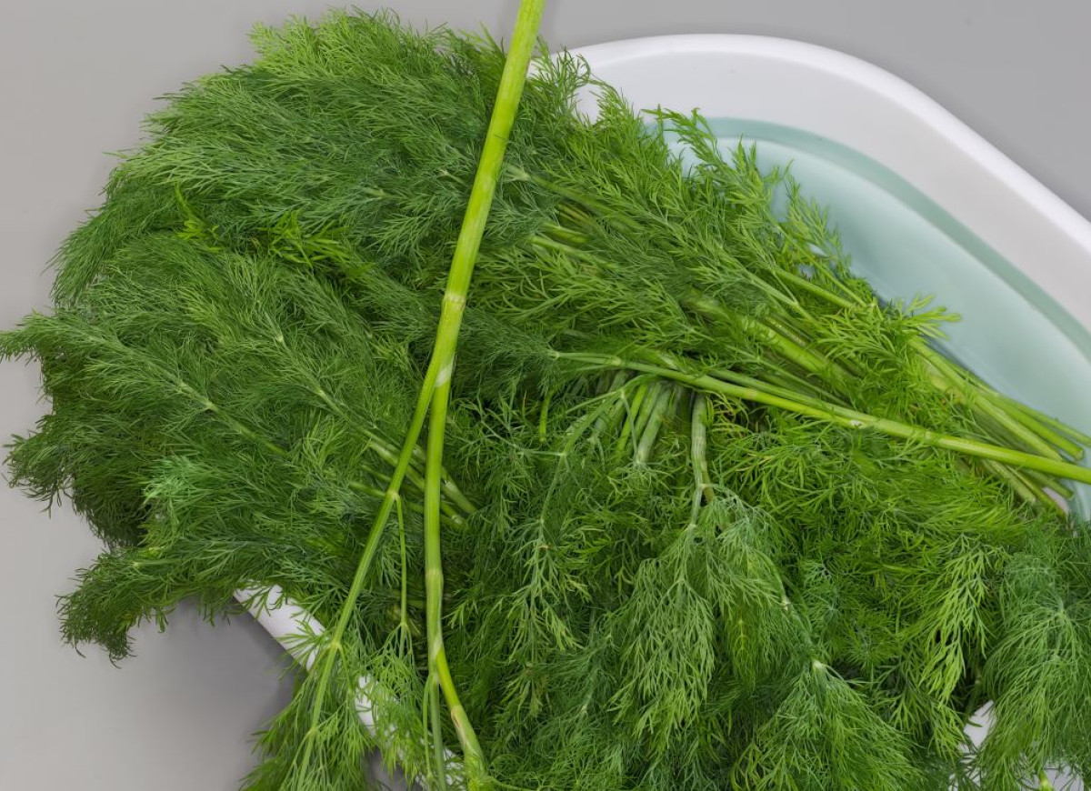 podcinanie łodyg koperku