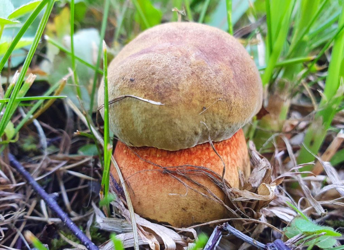 borowik ceglastopory