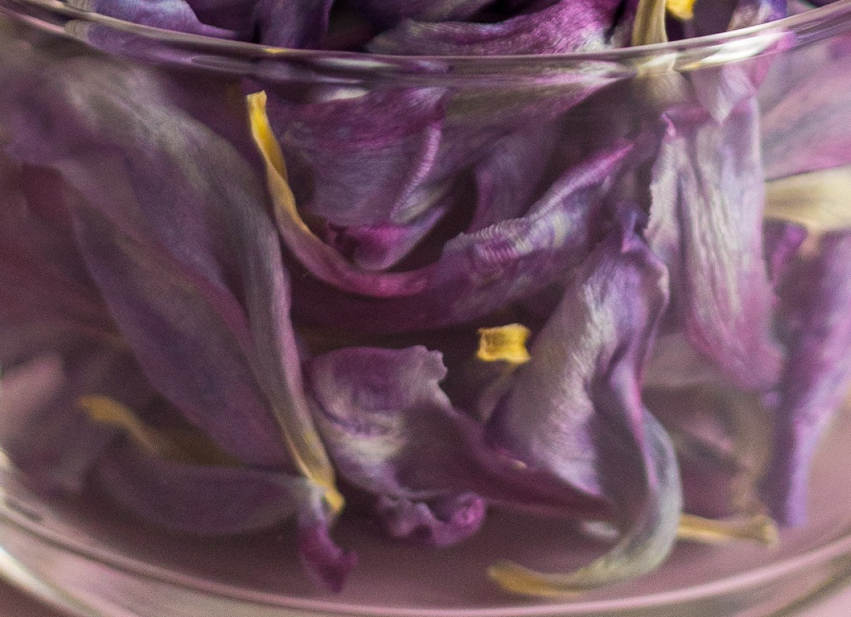 płatki tulipanów w słoiku