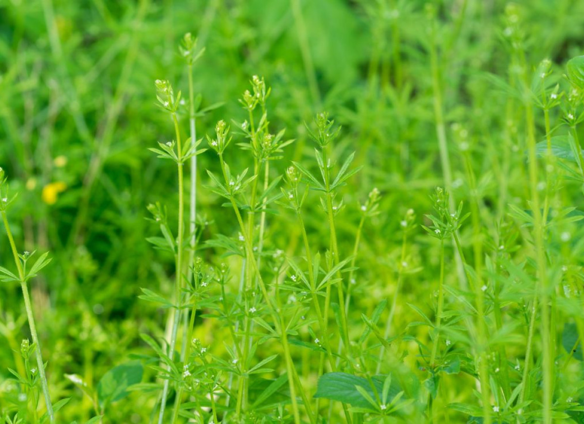 prztyulia czepna - jadalna roślina