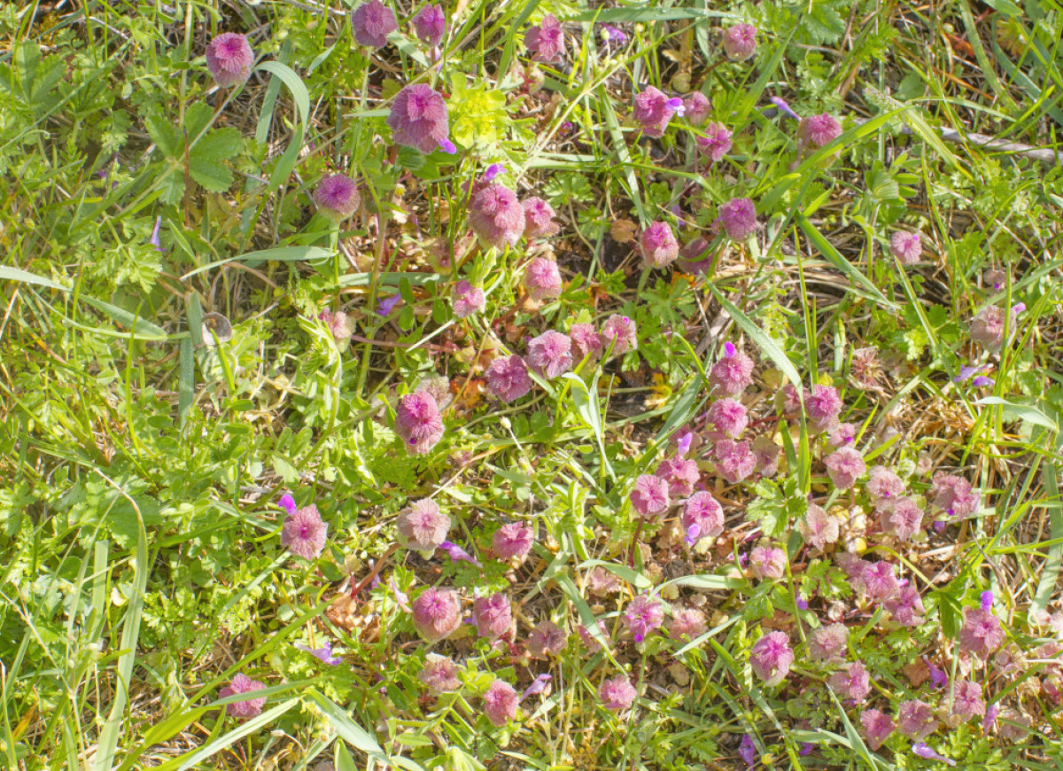 Jasnota purpurowa