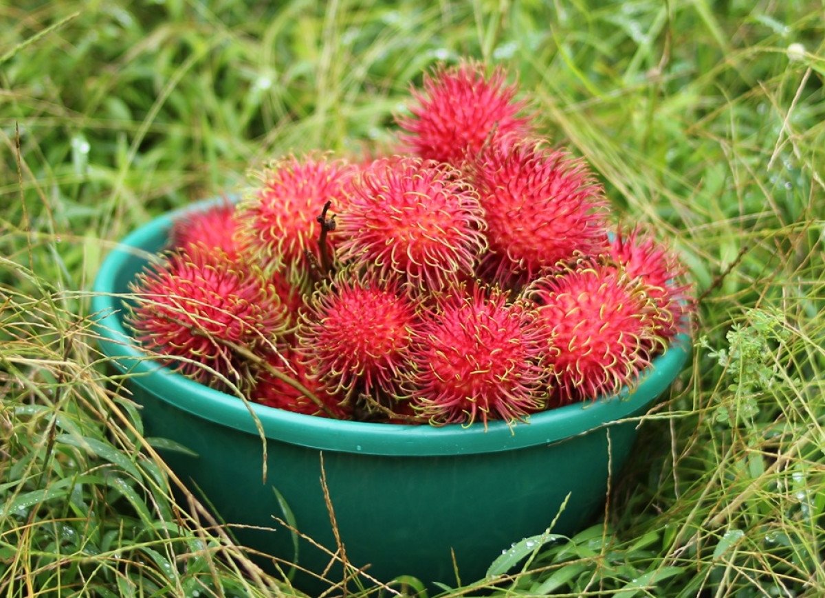 rambutan