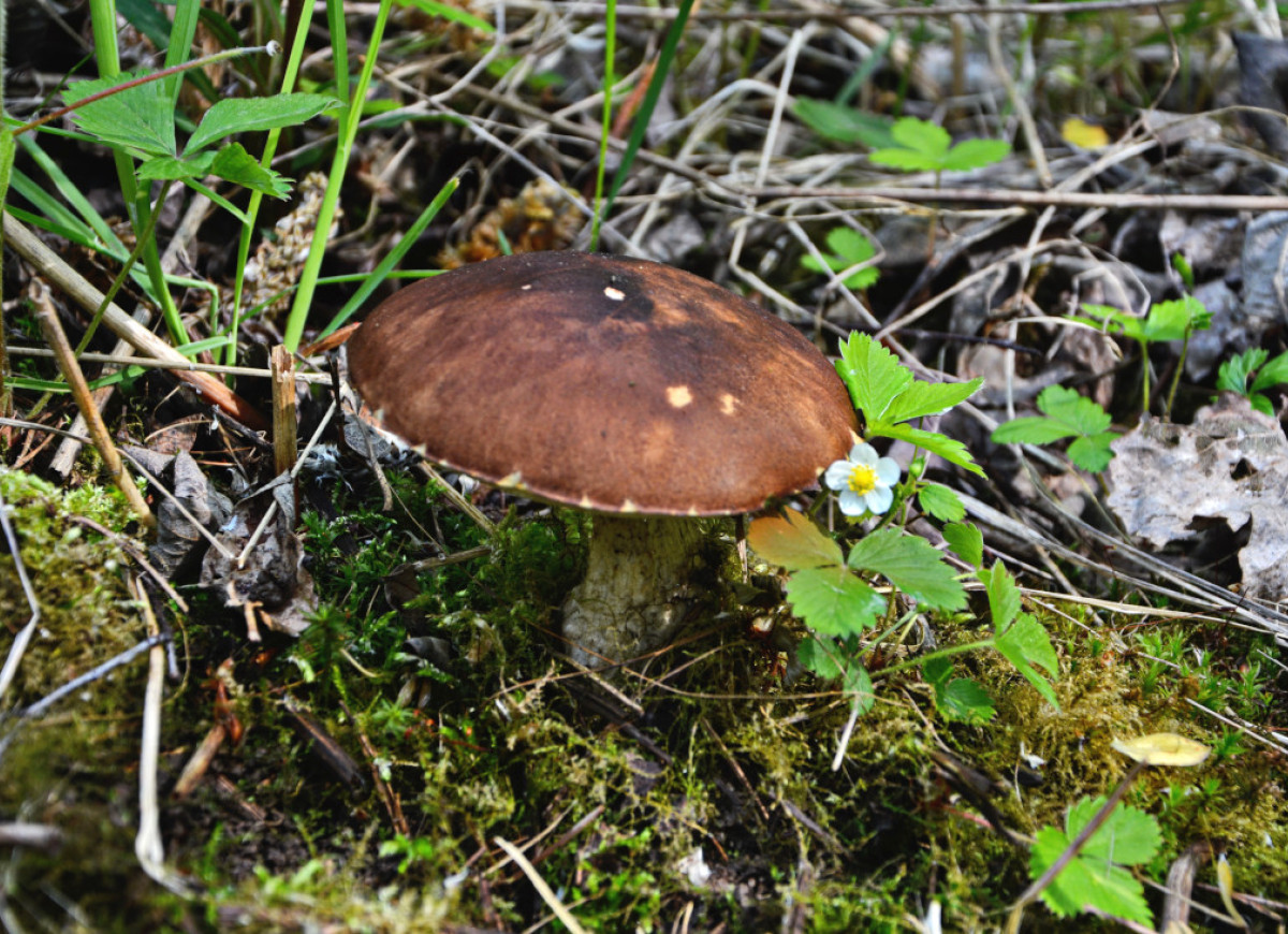 Koźlarz brązowy