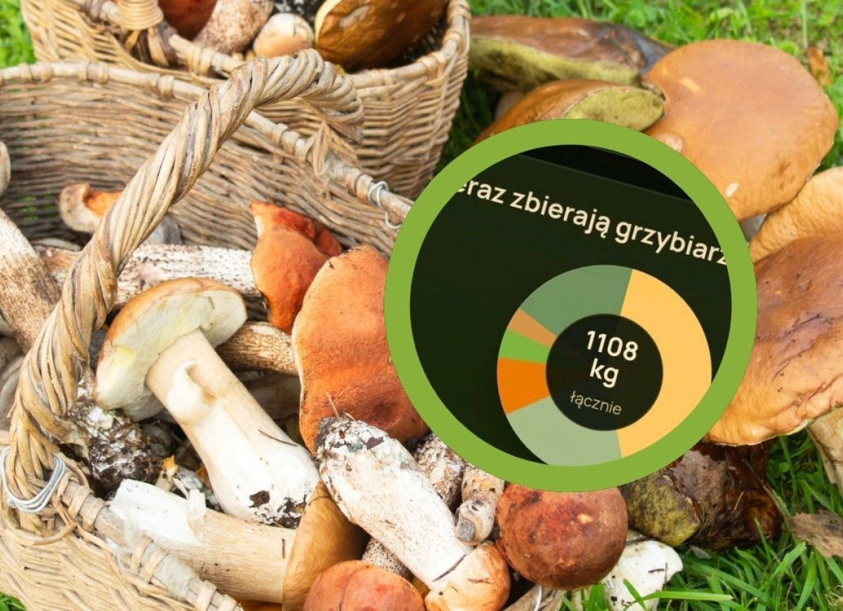 wysyp grzybów na koniec września