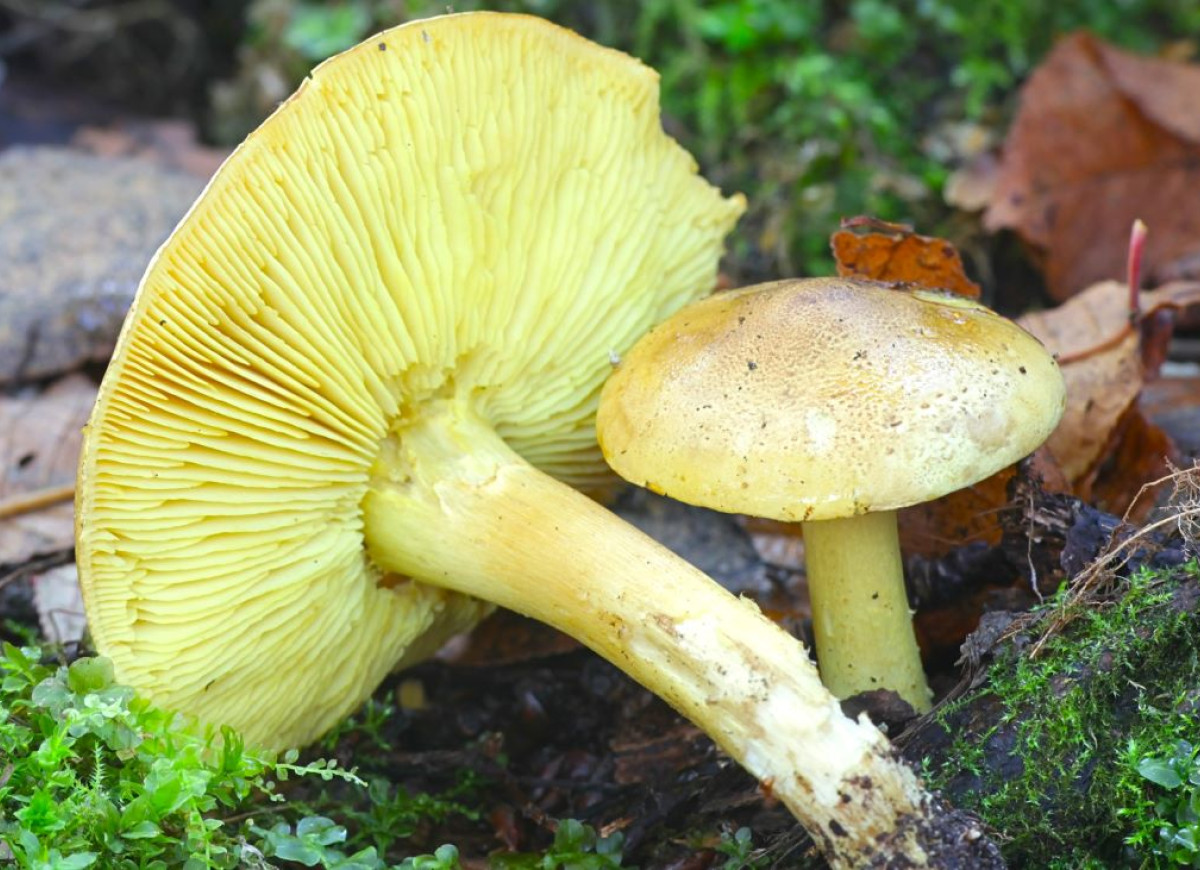 gąska liściowata