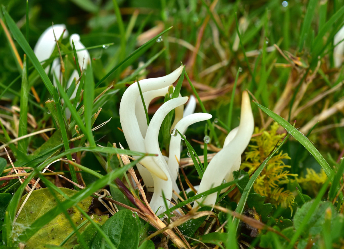Goździeniec robakowaty (Clavaria fragilis)