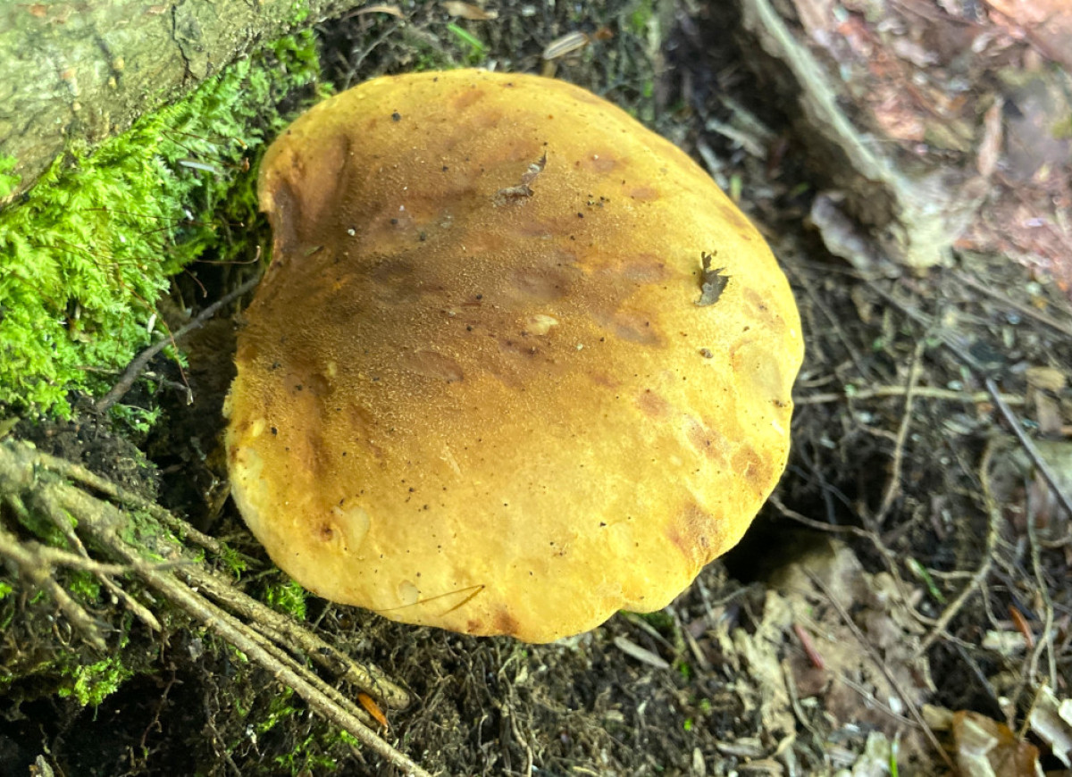 Cytrynowy borowik