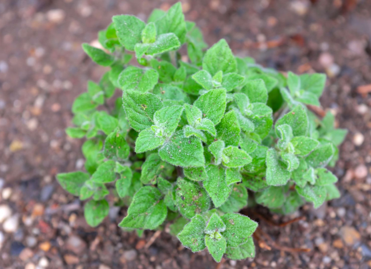kalaminta