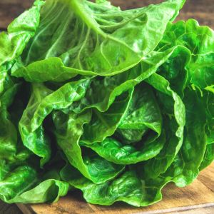 Przechowywanie sałaty