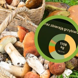 wysyp grzybów na koniec września