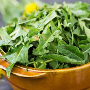 liscie-mniszka-lekarskiego