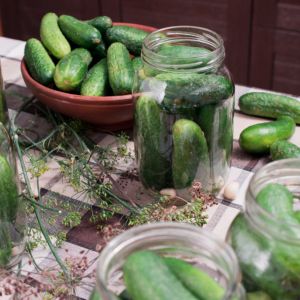 nakluwanie-ogorkow-przed-kiszeniem