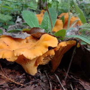 kurki-w-lesie-w-lipcu