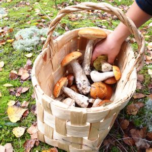 kosz-lesnych-grzybow