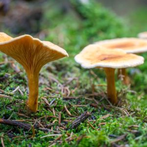 lisowka-pomaranczowa