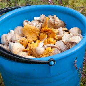 grzyb-jadalny-plachetka-zwyczajna