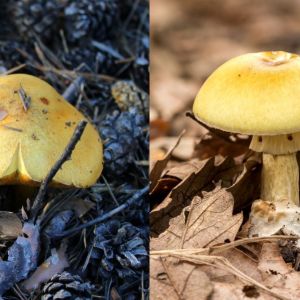 sobowtor-gaski-zielonki