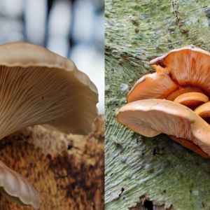 boczniak-a-lycznik-pozny