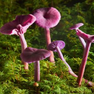 lakowka-ametystowa-w-lesie